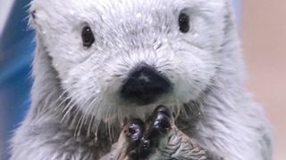 Comparing sea and river otters