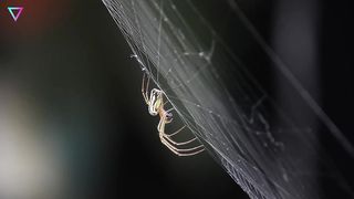 Самые большие членистоногие в мире