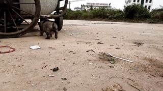 Little sick dog , she was picking up food dropped on the street, I adopted her