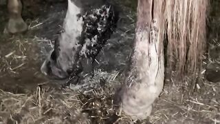 AWFUL LEG INJURY - Auction Rescue