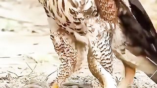 The snake is trying to strangle the eagle.