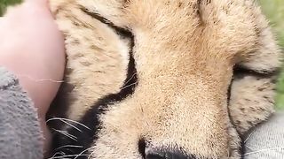 Big cat, but still a cat.