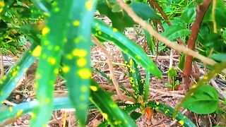 Natural environment Croton tree