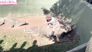 Hannibal. This high croc can be seen at Crocodile Creek in South Africa, KZN