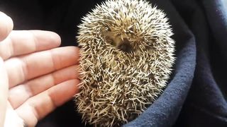 Hedgehog waking up