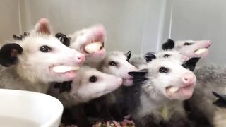 Opossums eating bananas