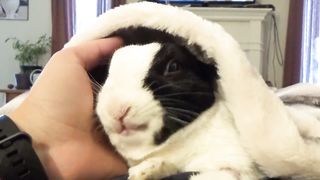 Rabbit learns he is adopted.