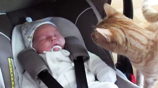cat meets baby first time