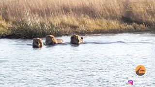 HIPPO ATTACKS 3 LIONS CROSSING THE RIVER.