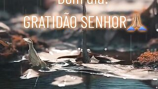 Gratidão senhor