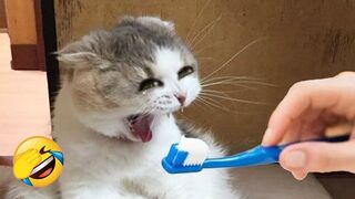 You laugh Funniest Animals