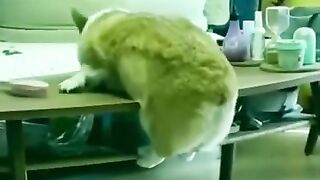 Funny+Animal+Videos_+Funny+Animals+_+Try+not+to+laugh