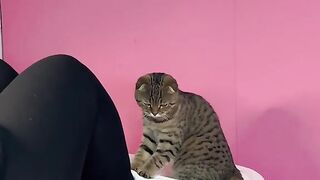 Funny Cat
