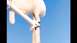 Funny cats