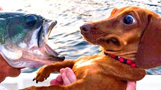 Top world famous talented dogs | Special Military dogs and home dogs