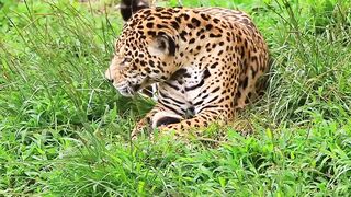Tigre comendo sua caça