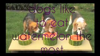 dogs like to eat fruit and participate in contests the most