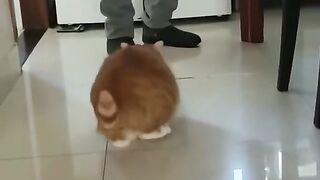 This cat is so funny