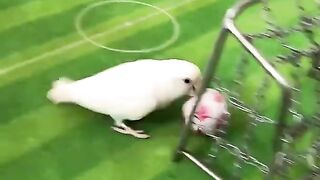 Smart parrot playing soccer