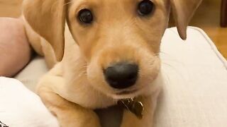 Cute dogs!
