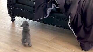 Dogs very cute!