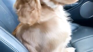 dog so cute!