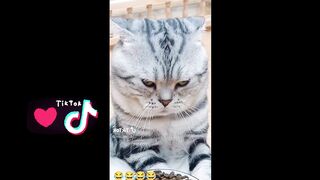 Funney pet