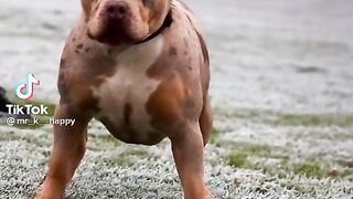 Dog | most.popular