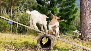 funny animal (top video) #