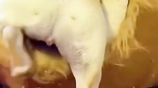Best funny animal videos 2022 ! #