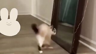 Funny+animals+video+funnyfail+#animal