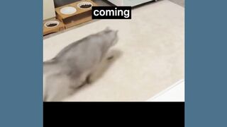 Funny cats short videos