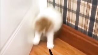 Funny+Animal+-+Best+Of+The+2021+Funny+Animal_+#