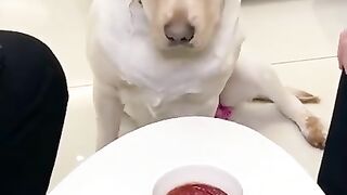 #shorts,+funniest+animals+-+best+of+the+2022+funny+animal+videos+#111,+really+funny+dog+and+cat