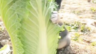 Cute Animals ???? #rabbits
