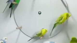 Love Bird