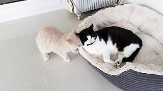 Watch a cat playing in bed