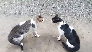 Watch the cats how they want to fight