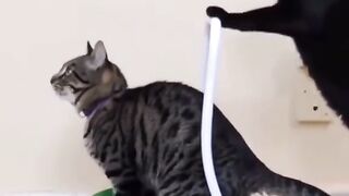 two felines acting as rickshaws