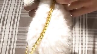 cat dancing