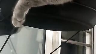 cat cat cat