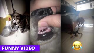 Dogs Cats Funny Video (Tiktok) Part 01