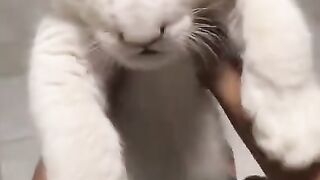 Lovely pets TikTok Compilation