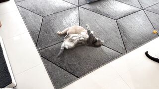 Kitten terrorizes caats