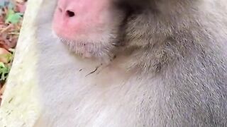 Monkey Video