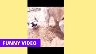 Dogs Cats Funny Video (Tiktok) Part 02