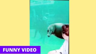 Dogs Cats Funny Video (Tiktok) Part 03