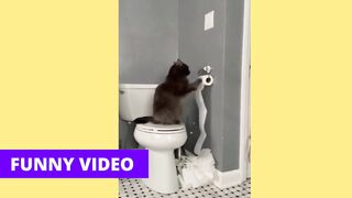Dogs Cats Funny Video (Tiktok) Part 04