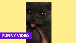 Dogs Cats Funny Video (Tiktok) Part 05