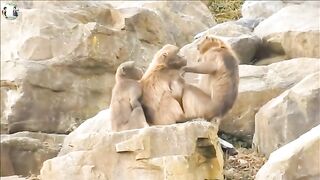 various kinds of animals in the video